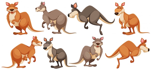 Free vector kangaroo in different poses