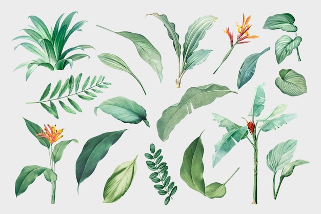 Free Vector leaves set 