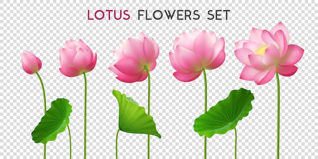 無料Vector 蓮の花の現実的なセット