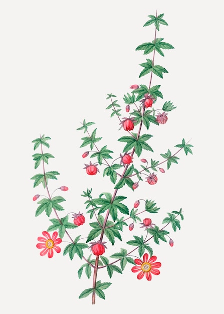 Free vector madder-leaved plant