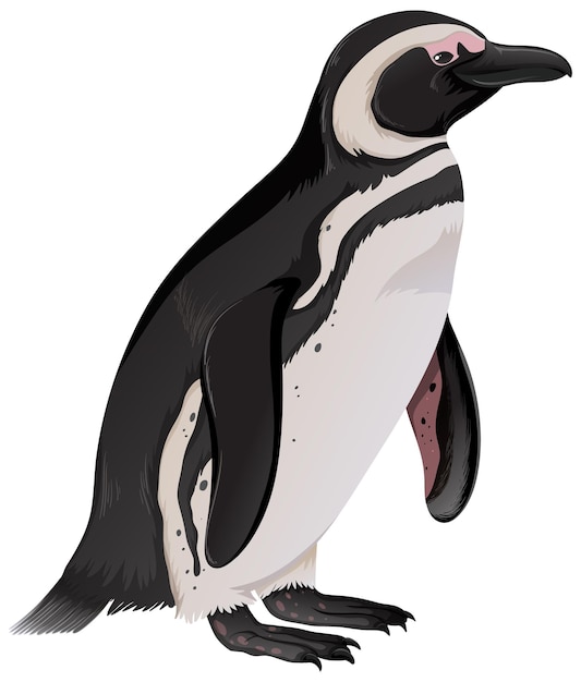 Free vector magellantic penguin on white background