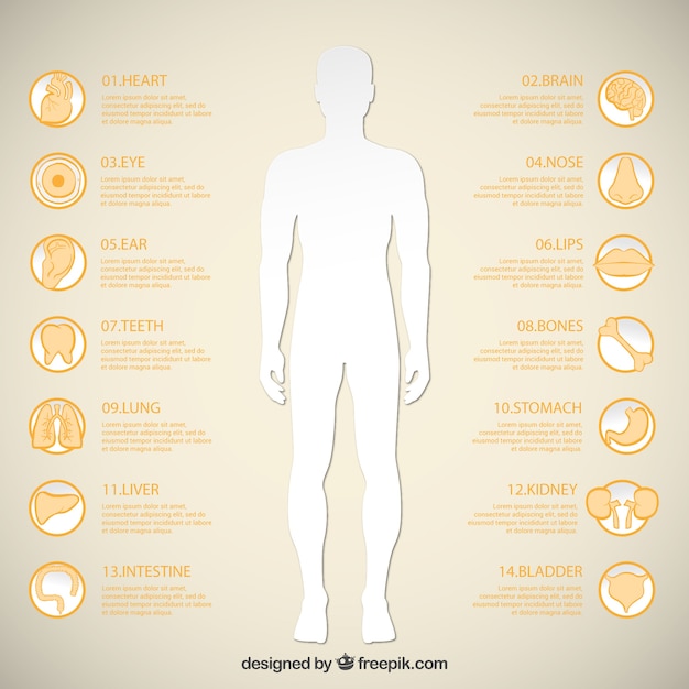 Free Vector man silhouette and human organ icons