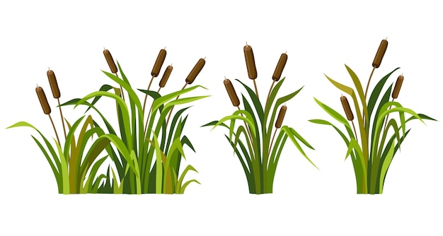 Free Vector marsh reed grass set of swamp cattails vector bulrush