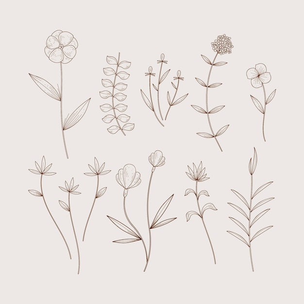 Free Vector minimalist botanic herbs and wild flowers