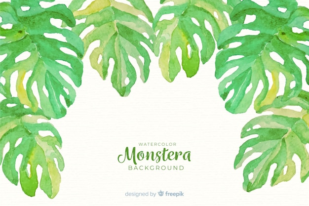 Free Vector monstera leaves