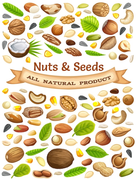 Free Vector nuts and seeds illustration