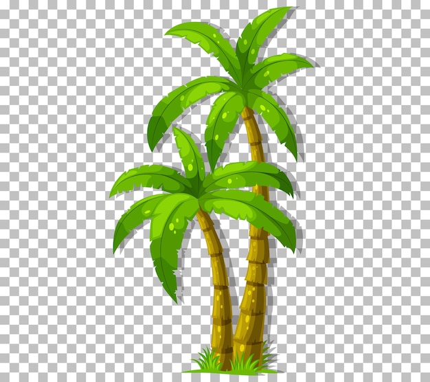 Free Vector palm tree on transparent background