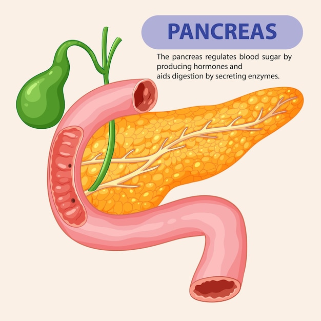 Free Vector pancreas and digestive system illustration