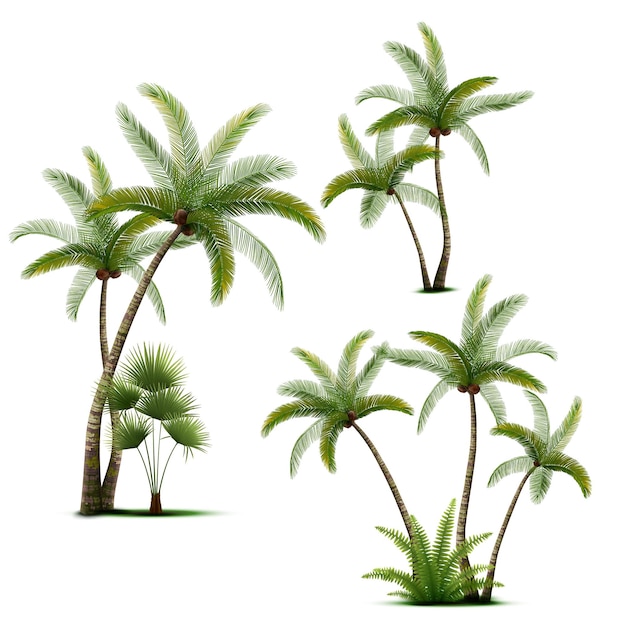 Free Vector plants of tropical forest realistic set of coconut palm trees with green leaves isolated on white background vector illustration