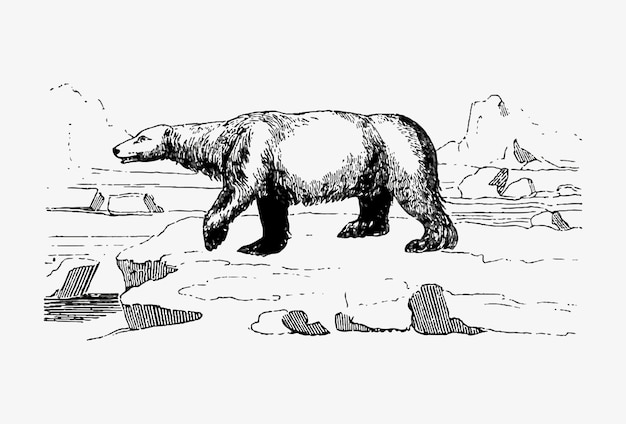 Free Vector polar bear vintage drawing