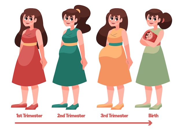 Free vector pregnancy stages illustrated