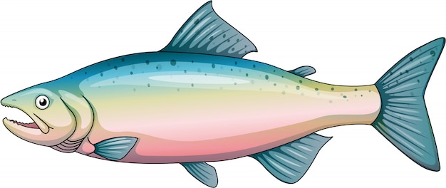 Free Vector rainbow trout