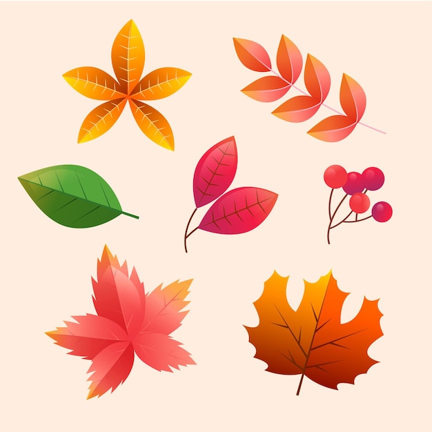 Free vector realistic autumn elements collection