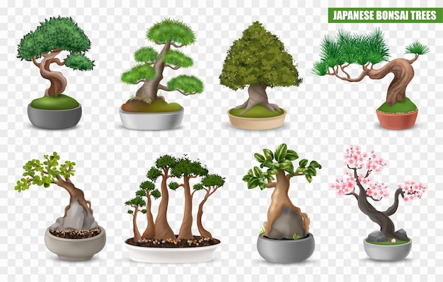 Free Vector realistic japanese bonsai tree icons set on transparent background isolated vector illustration