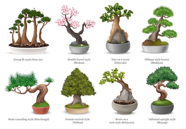 Free Vector realistic japanese bonsai trees in flowerpots icons set isolated vector illustration