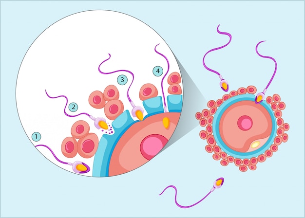 Free Vector reproduction process in human