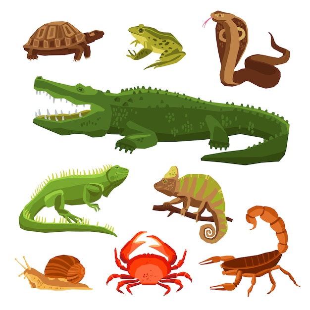 Reptiles And Amphibians Set