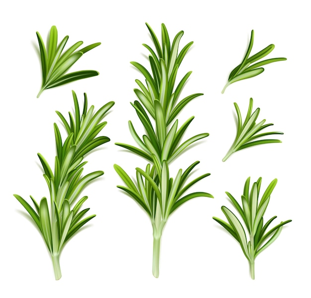 Rosemary plant branches with green leaves