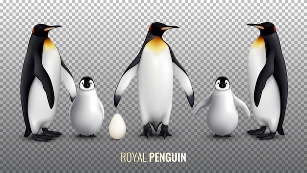 Free vector royal penguin realistic set with with egg chick and  adult birds on transparent