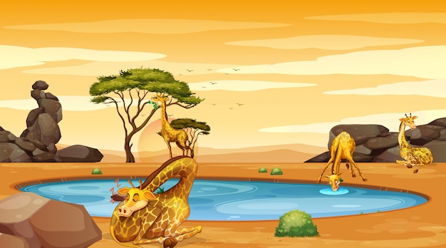 Free Vector scene with giraffes by the pond