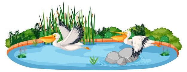 Free vector scene with two pelican birds