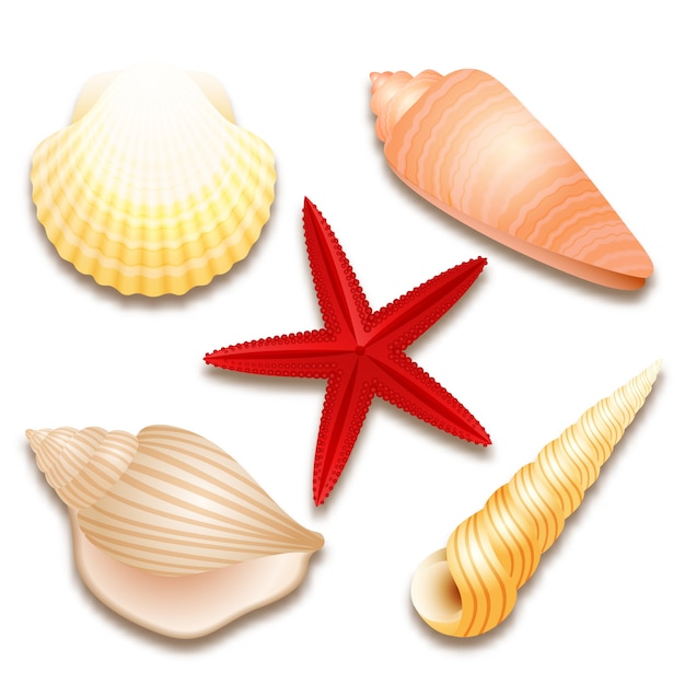 Seashells set and red starfish