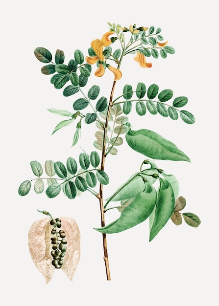 Free Vector senna plant