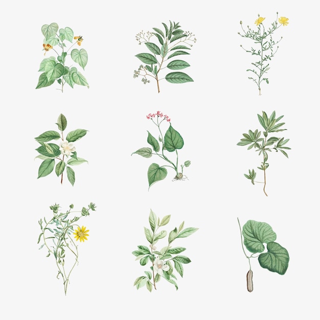 Free vector set of antique botanical leaves