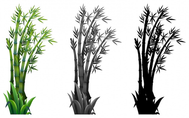 Free vector set of bamboo plant