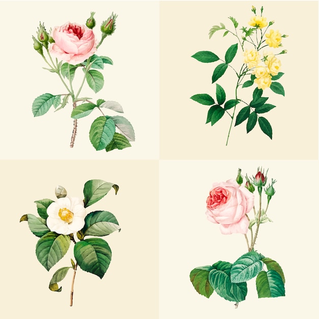 Free Vector set of beautiful blooming roses