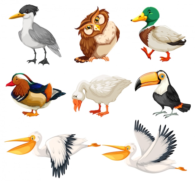 Free Vector set of bird character