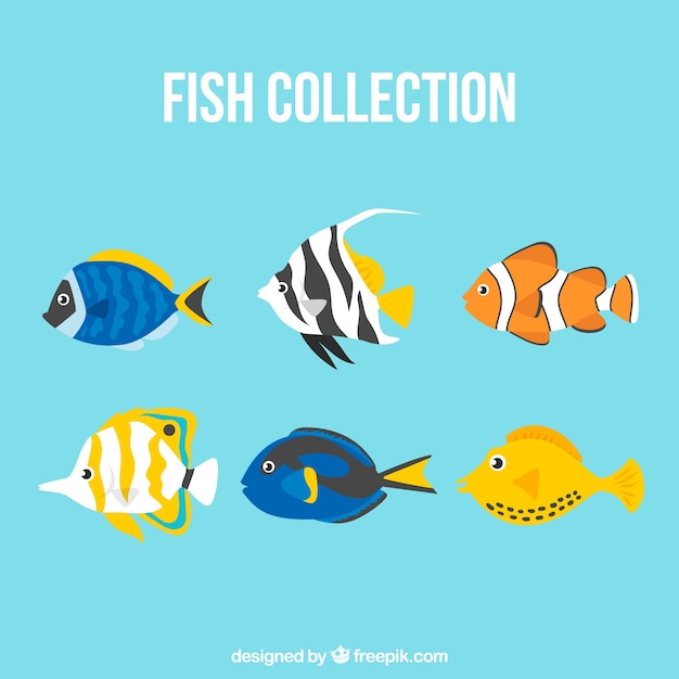 Free Vector set of colorful fishes in flat style