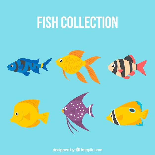 Free Vector set of colorful fishes in flat style