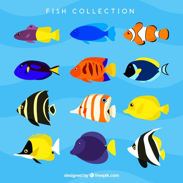 Free Vector set of colorful fishes in flat style