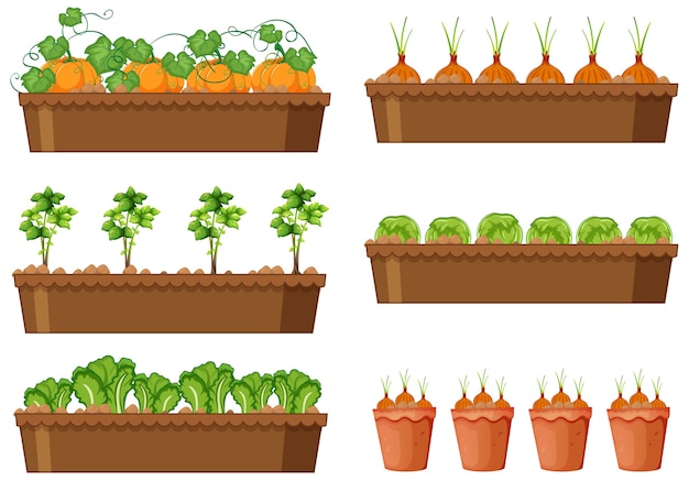 Set of different vegetable plants in different pots isolated