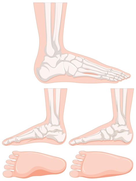 Free Vector set of human foot bone