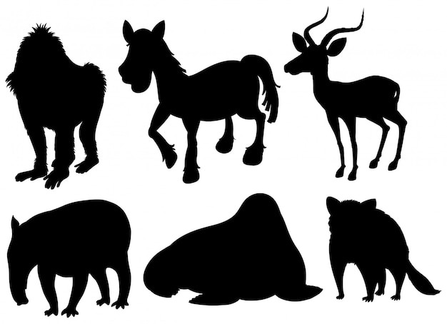 Set of illustration exotic animals