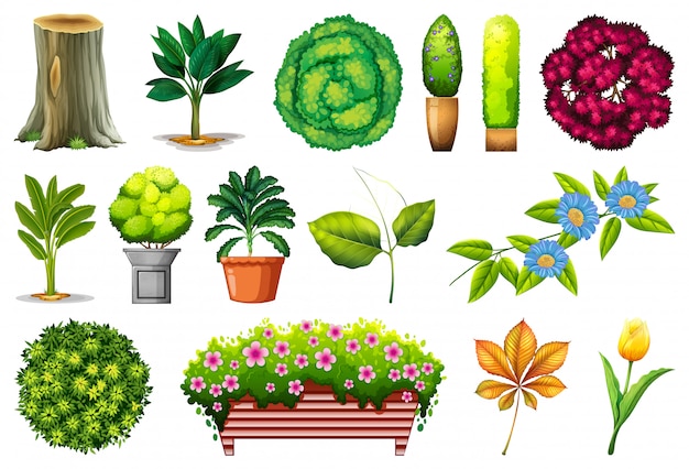 Free Vector set of ornamental plants