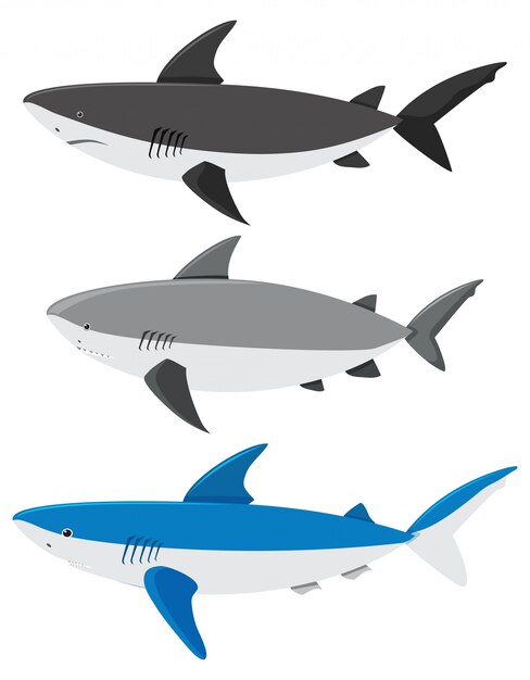 A Set of Sharks on White Background