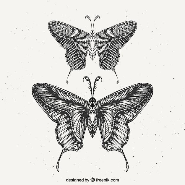 Free Vector set of two hand drawn butterflies