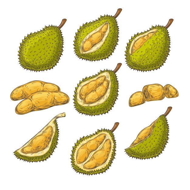 Free Vector set of vector illustrations, icons of a durian fruit