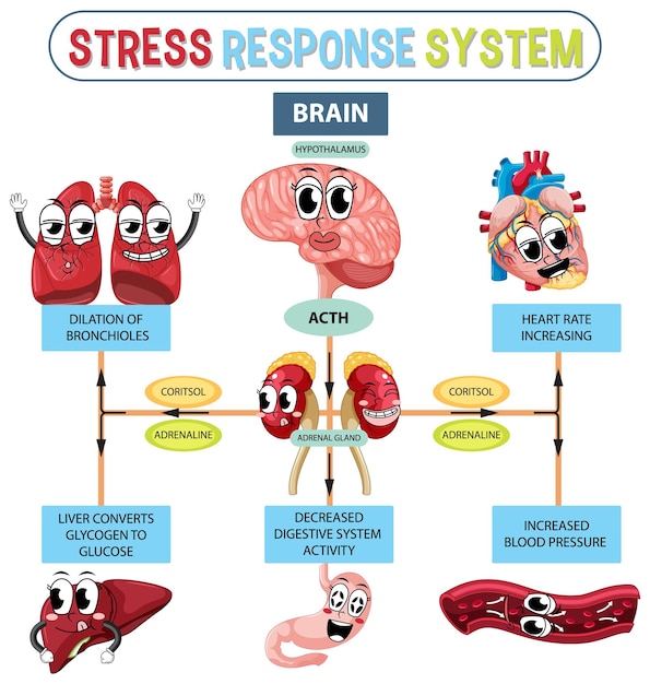 Free Vector stress response system scheme