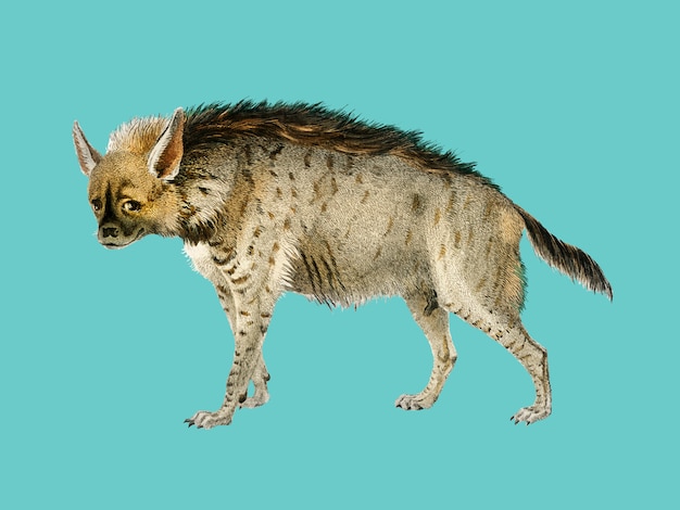 Free Vector striped hyena (hyene rayee) illustrated by charles dessalines d'orbigny (1806-1876). 