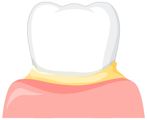 Strong tooth in gum on white background