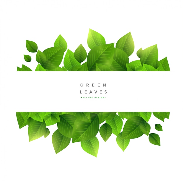 Free Vector stylish green leaves with text space