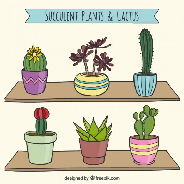 Free Vector succulent cactus collection