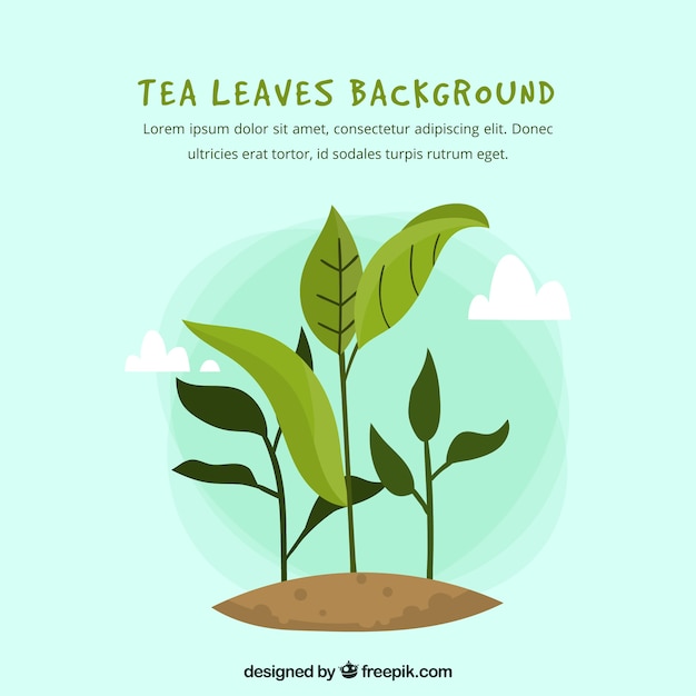 Free Vector tea leaves background with flat design