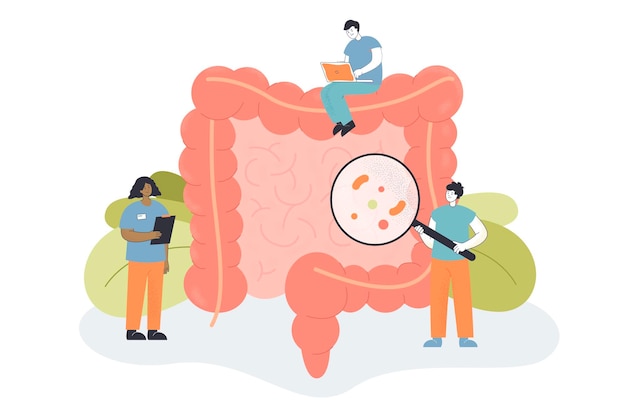 Free Vector team of tiny doctors checking bowel for inflammation. people examining intestines or colon, digestive system flat vector illustration. health, medicine concept for banner or landing web page