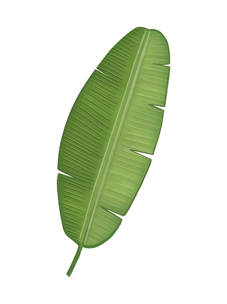 Free Vector tropical green banana leaf illustration