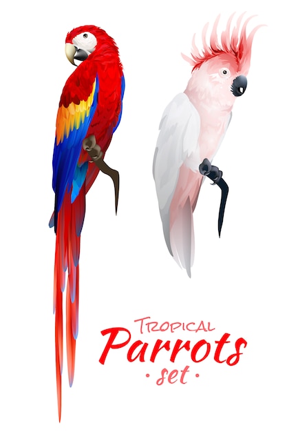 Tropical Parrots Realistic Set